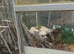 Pair of Spanish eyed lizards ie timing lepidus
