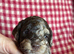 Chocolate Merle cockapoo puppies