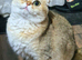 Neutered adult female