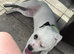 Sky (American bully dog crossed)