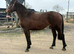 Lovely 3yr sports horse mare