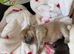 Miniature chihuahuas **1 boy left**