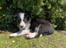 Four Border Collie Puppies For Sale
