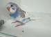 Beautiful baby budgies for sale