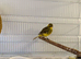 2026 fife canaries for sale