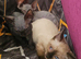 13-Week Old Fluffy Sphynx Girl – Blue Eyes