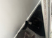 Beautiful black and white kittens