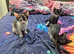 Equite 4 Baby Girls Maine Coon x Siamese
