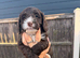 Ready to go sproodle puppies