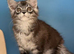 Maine Coon female kitten