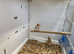 Zebra finches