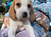Beagle x Labradors