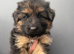 Long haired German shepherd puppies