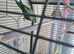 Alexandrine Parakeet