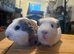 Bonded pair of males