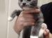 Bengal british shorthair mix grey and white kitten male