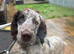 Sprocker Dog