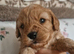 Red cavapoo girl