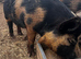 3 Kune kune X Juliana boars