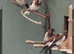 Bengales finches for sale