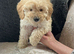 Cockapoo puppy