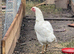 Aseel hatching chicken eggs