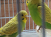 baby budgies for sale