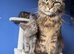 7 kittens - 4 left (2 boys, 2 girls)
