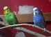 Beautiful breeding pair of budgies
