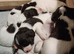 Springer/sprocker pups