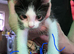 Beautiful maine coon cross kittens