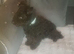 Stunning boy yorkipoo