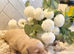 ️ Stunning Kc Cream longcoat Minature Dachshunds