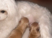 Asian Maltipoo Puppy