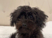 Miniature Cockapoo 10 Month Old Pup