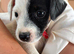 Girl parson terrier