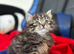Persian x tabby female kitten