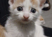 Beautiful kittens looking for there forever homes