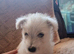 West Highland pups for sale