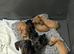 Miniature dachshund