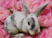 Mini plush lop x mini rex. 2 baby girls ready june 18th