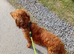 Red Cocker Spaniel