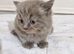 British short haired cross kittens for sale