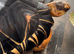 Radiated tortoise forsale male