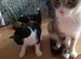 2 kittens ready for their forever homes