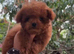 Micro asian toy poodle Girl