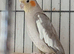 Cockatiel pair