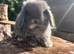 Miniature lops true to type