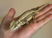 Striped gargoyle gecko male