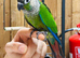 Green cheek conure